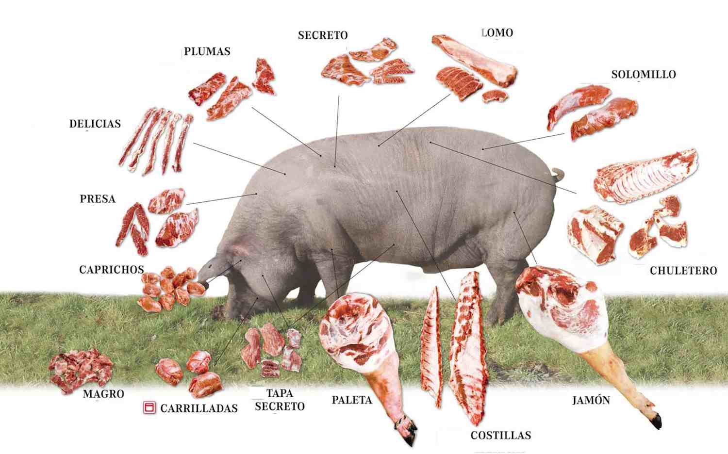 Reconoce los TIPOS DE CARNE y aprende qué carne es por sus distintas PIEZAS y CORTES.